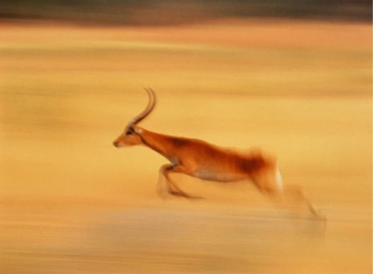 Speed and quality – friend or foe? Using marginal gains theory to speed up market research