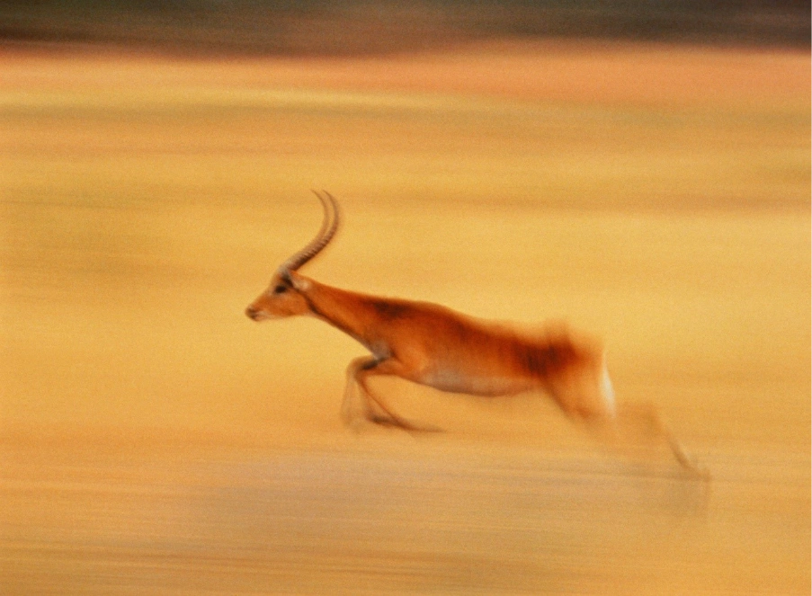 Speed and quality – friend or foe? Using marginal gains theory to speed up market research
